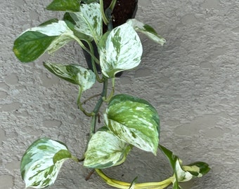 Epipremnum aureum 'Manjula' pothos plant!!