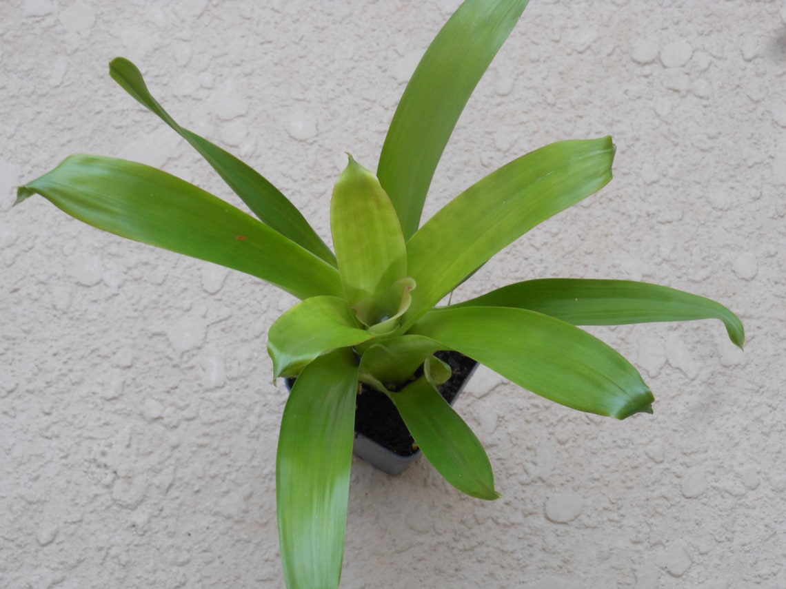Bromeliad Vriesea 'Vogue' plant Etsy