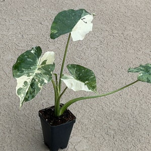 Alocasia odora 'Variegata' plant #1!!! This is NOT A TISSUE CULTURE plant but a well rooted cutting!!!