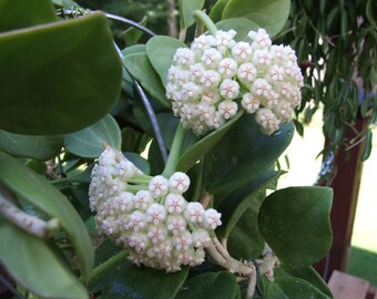 Hoya Pachyclada plant