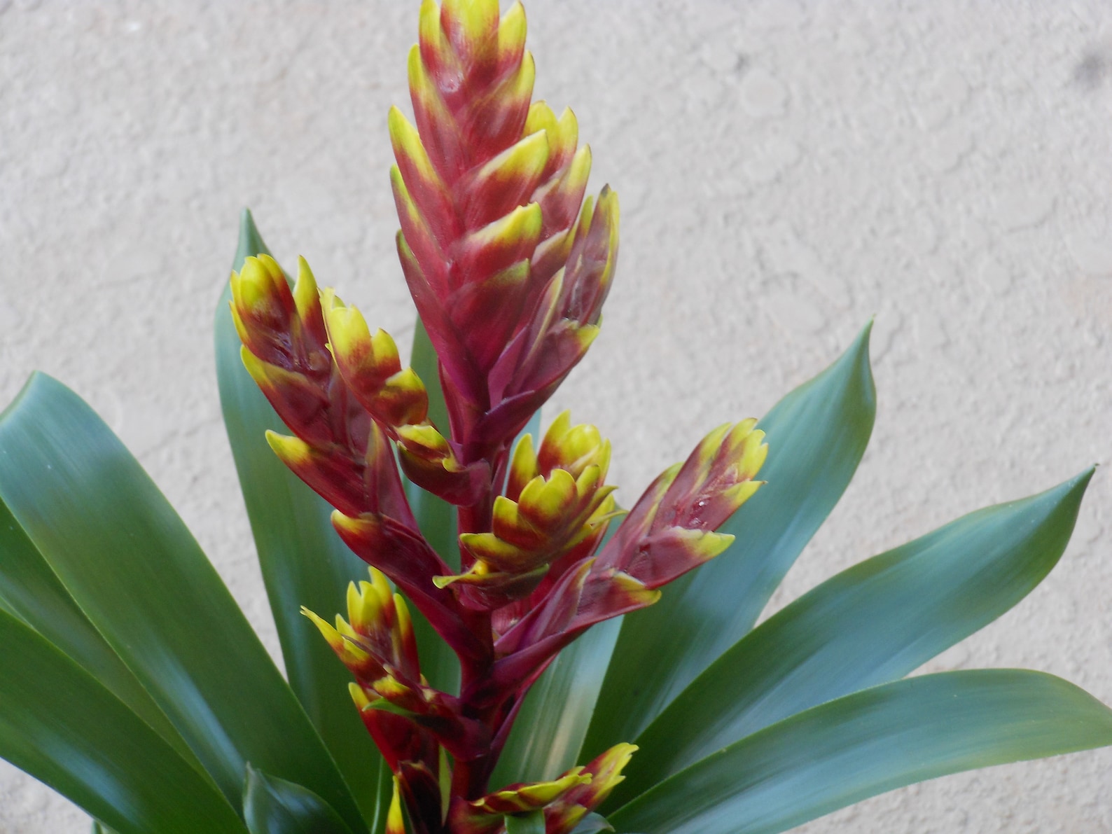 Bromeliad Vriesea 'Vogue' plant | Etsy
