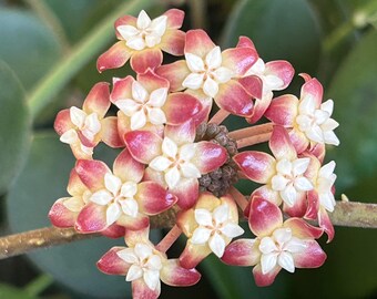 Hoya Kalimantan Mini Coin Splash - NOT Rooted Cutting - Etsy