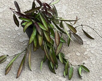 thumbnail image 2 of Hoya Caudata 'Sumatra' – 17-Inch Blooming Size Plant, RARE, Live Houseplant, Thailand Import 2 of 4