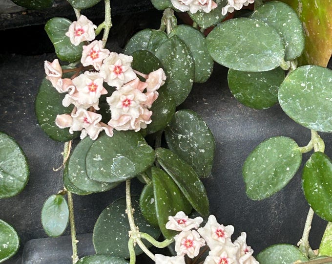 Hoya Mathilde Splash Plant - Etsy