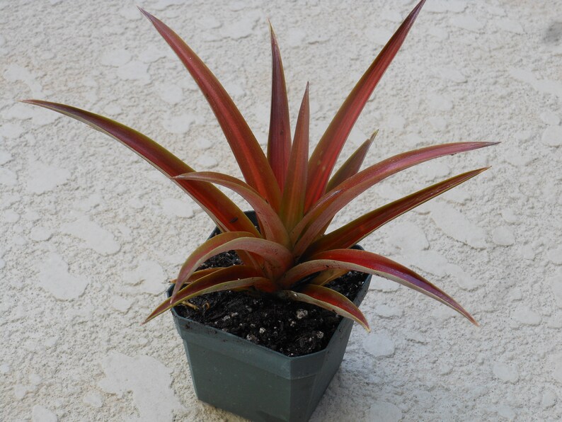Ornamental Red Spineless pineapple/Ananas lucidus Inedible Etsy