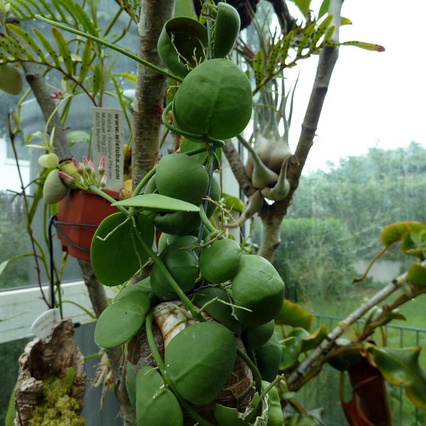 Dischidia Vidalii x sp Camiguin Island plant!! Pink bloom!!!