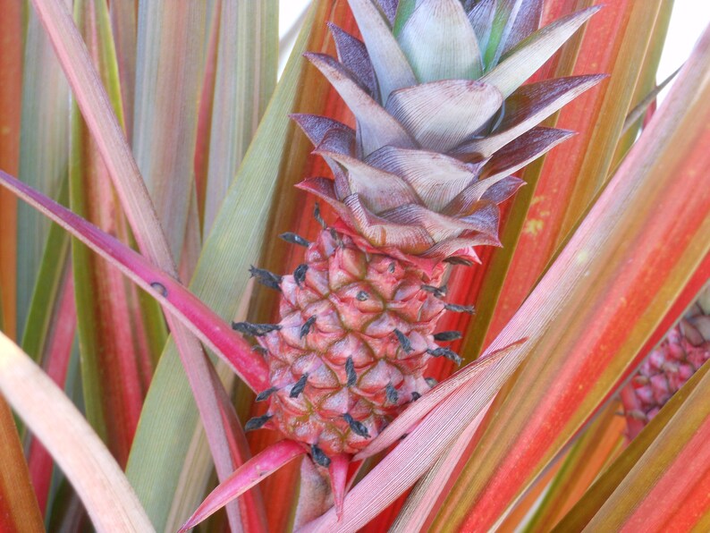Ornamental Red Spineless pineapple/Ananas lucidus Inedible Etsy