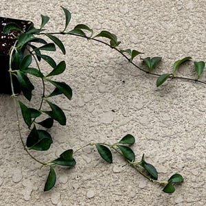 Hoya Zambales PG-04 aka Hoya Mini Kentiana