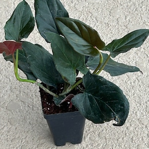 Syngonium Erythrophyllum "llano carti Road" 3 plants in a pot!!! This is NOT A TISSUE CULTURE plant but a well rooted cutting!!!