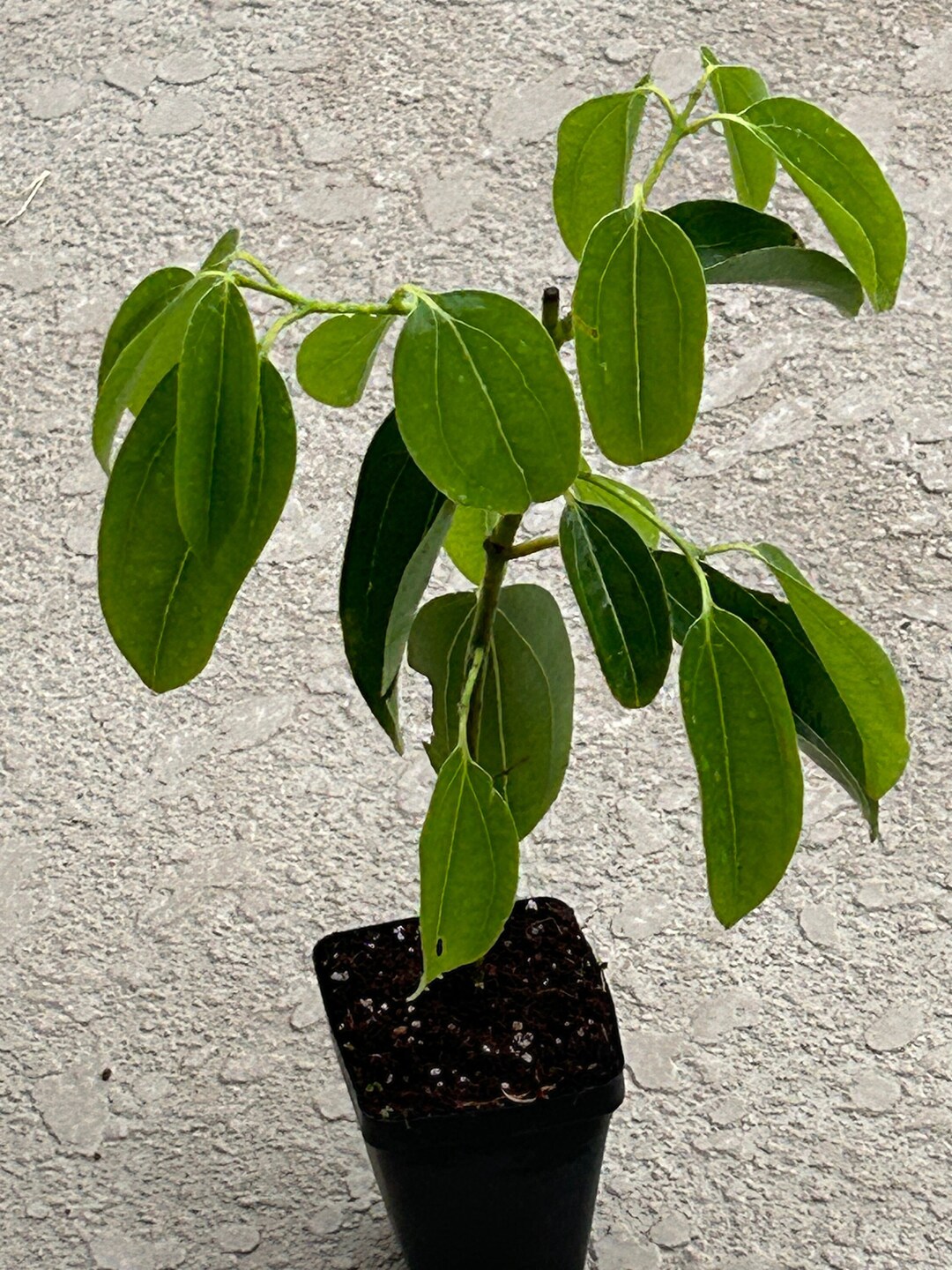 Cinnamomum Zeylanicum / Ceylon Cinnamon Plant this Plant is Not Seed Grown but a Well Rooted