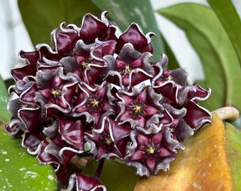 Hoya Pubicalyx 'black Dragon' Plant - Etsy