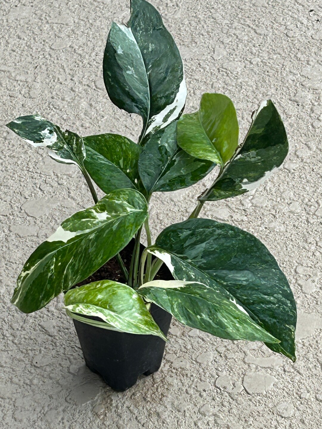 Epipremnum Pinnatum Albo Variegata Plant 5 - Etsy
