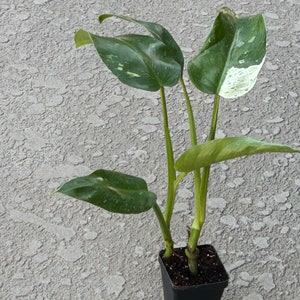 Variegated Philodendron Jose Buono plant #2- This is NOT A TISSUE CULTURE plant but a well rooted cutting!!