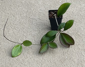 Hoya Nicholsonii plant - Sun stressed hoya
