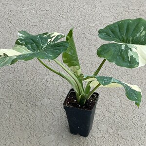 Alocasia odora 'Variegata' plant #2!!! This is NOT A TISSUE CULTURE plant but a well rooted cutting!!!