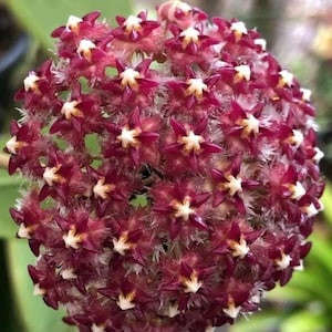 Hoya mindorensis (super dark red)