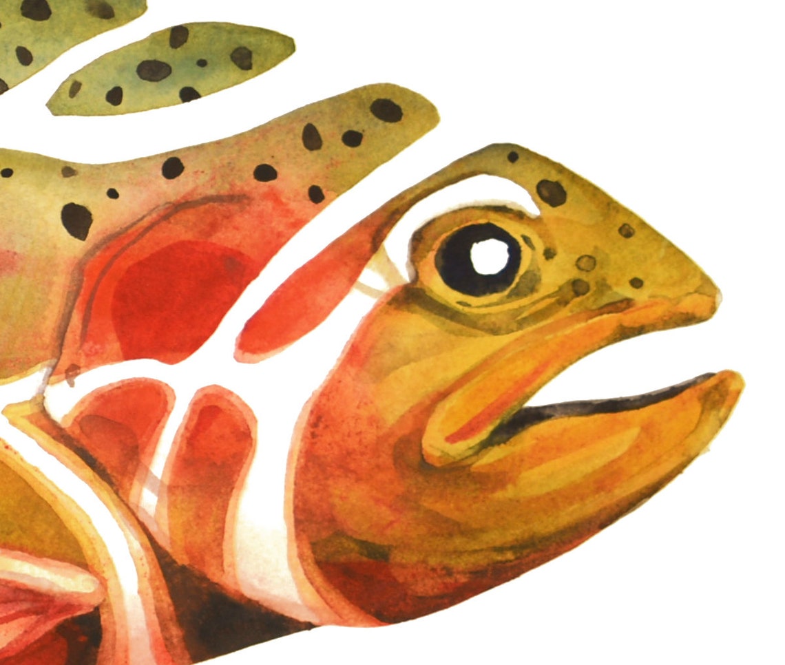 California Golden Trout Painting Golden Trout Art Fish Art Etsy