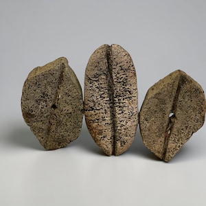 May include: Three abstract, seed-shaped sculptures with a textured, speckled surface. The sculptures are in shades of tan and brown, with a central groove and a hole. They are arranged on a white background.