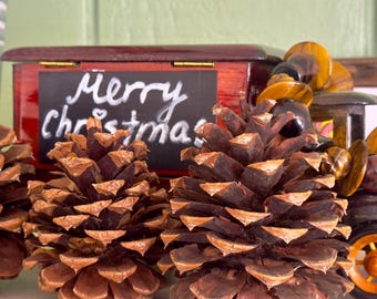 Rustic Ponderosa Pine Cones – 3–4” Tall | Natural Craft Supplies, Wedding & Holiday Décor