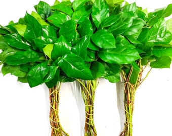 May include: Three bundles of fresh green leaves tied together with rubber bands. The leaves are arranged in a fan shape and are ready to be used in cooking.