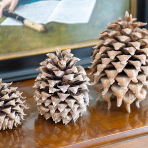 Digger Pine Cones – Natural Rustic Décor | 3 Sizes (Small, Medium, Large) | Craft Supplies, Wedding & Holiday Décor