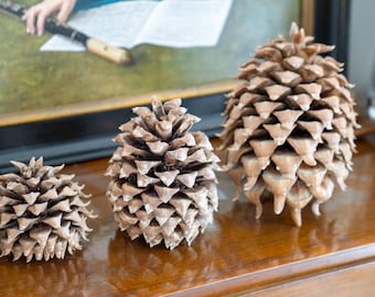 Digger Pine Cones – Natural Rustic Décor | 3 Sizes (Small, Medium, Large) | Craft Supplies, Wedding & Holiday Décor