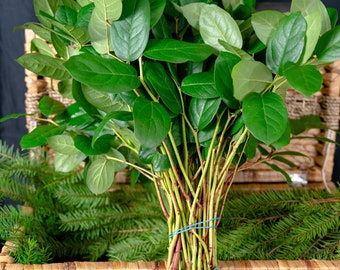 Fresh Premium Long Stem Salal (27" stems) | Lemon Leaf (Gaultheria Shallon)