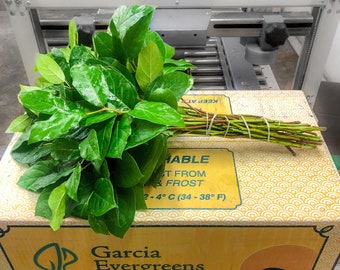 Fresh Premium Salal | Lemon Leaf/Papoose (Gaultheria Shallon)