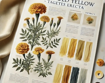 Marigold Yellow - Tagetes Erecta Natural Dye Extract - 100 gram