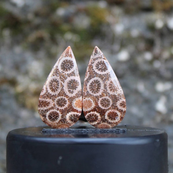 Fossilized coral pair