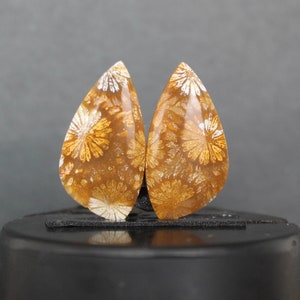 Fossil Coral Pair - Unique Natural Specimens, Perfect for Collectors or Educational Display, Thoughtful Gift for Nature Enthusiasts