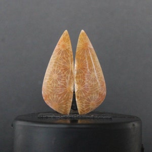 Fossil Coral Pair - Unique Natural Specimens, Perfect for Collectors or Educational Display, Thoughtful Gift for Nature Enthusiasts
