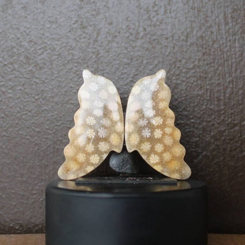 Fossil coral pair on sale butterfly