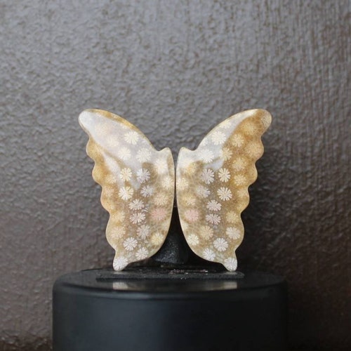 Fossil coral pair on sale butterfly