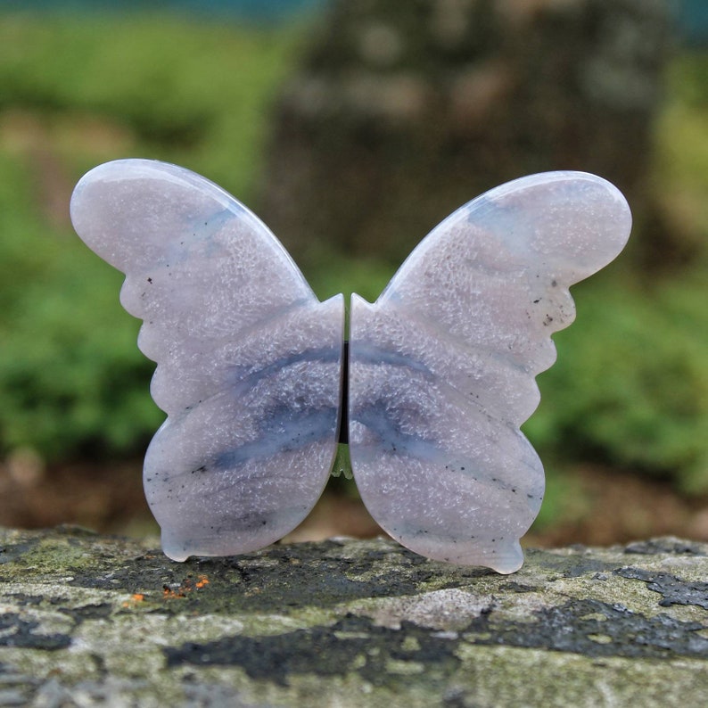 Fossil Coral Butterfly Stone Rare Item Etsy etsy