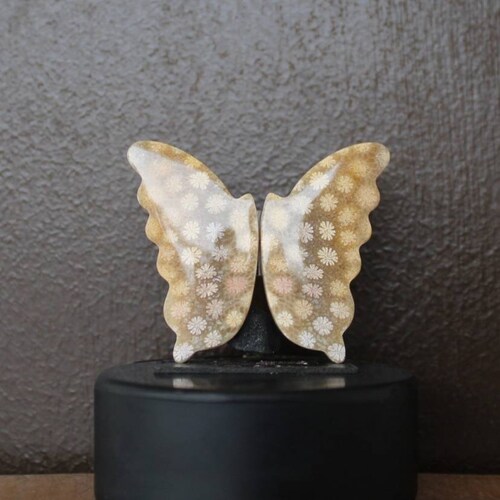Fossil coral pair on sale butterfly