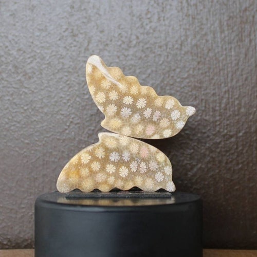 Fossil coral pair on sale butterfly