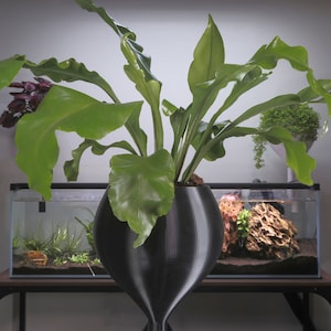 May include: A black ceramic planter with a wide, rounded base and a narrow neck, holding a green fern plant with long, wavy leaves. The planter is in front of a glass fish tank with rocks and plants inside.