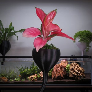 May include: A pink and green houseplant in a black, funnel-shaped planter sits on a table in front of a fish tank. The tank has a black frame and is filled with water and plants.