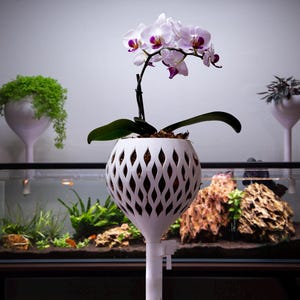 Peut inclure: Un pot blanc à motifs de losanges contient une orchidée aux fleurs blanches et violettes. Le pot est sur un support blanc. D'autres plantes dans des pots décoratifs sont visibles, ainsi qu'un aquarium.