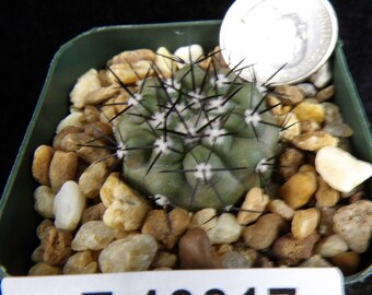 Copiapoa Cinerea Perfect Little Gem Very Rare One Of A Kind Seedling Live Cactus Succulent Plant E 10017