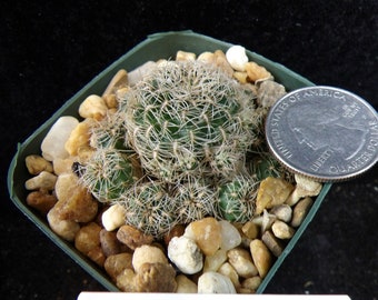 Sulcorebutia Cochabambina Cute Little Cluster One of a Kind Live Cactus Succulent Plant E 10830