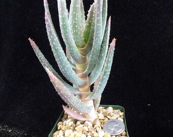 Aloe Dichotoma Rare Seedling Height One Of A Kind Live Succulent Cactus Plant E 10295