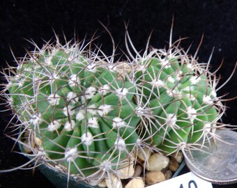 Acanthocalycium Spiniflorum V. Macranthum Trio Attractive Seedlings One Of A Kind Live Cactus Succulent Plant E 10010