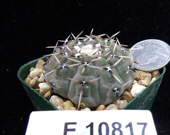 Gymnocalycium Triacanthum Attractive One of a Kind Live Cactus Seedling Succulent Plant E 10817