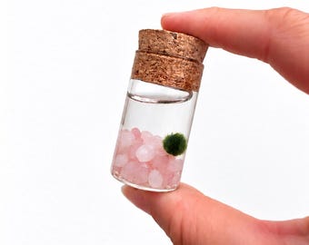 Puede incluir: Un pequeño frasco de vidrio transparente sellado con un tapón de corcho que contiene líquido claro, varias piedras pulidas de color rosa claro y una pequeña bola de musgo verde sumergida en el fondo.