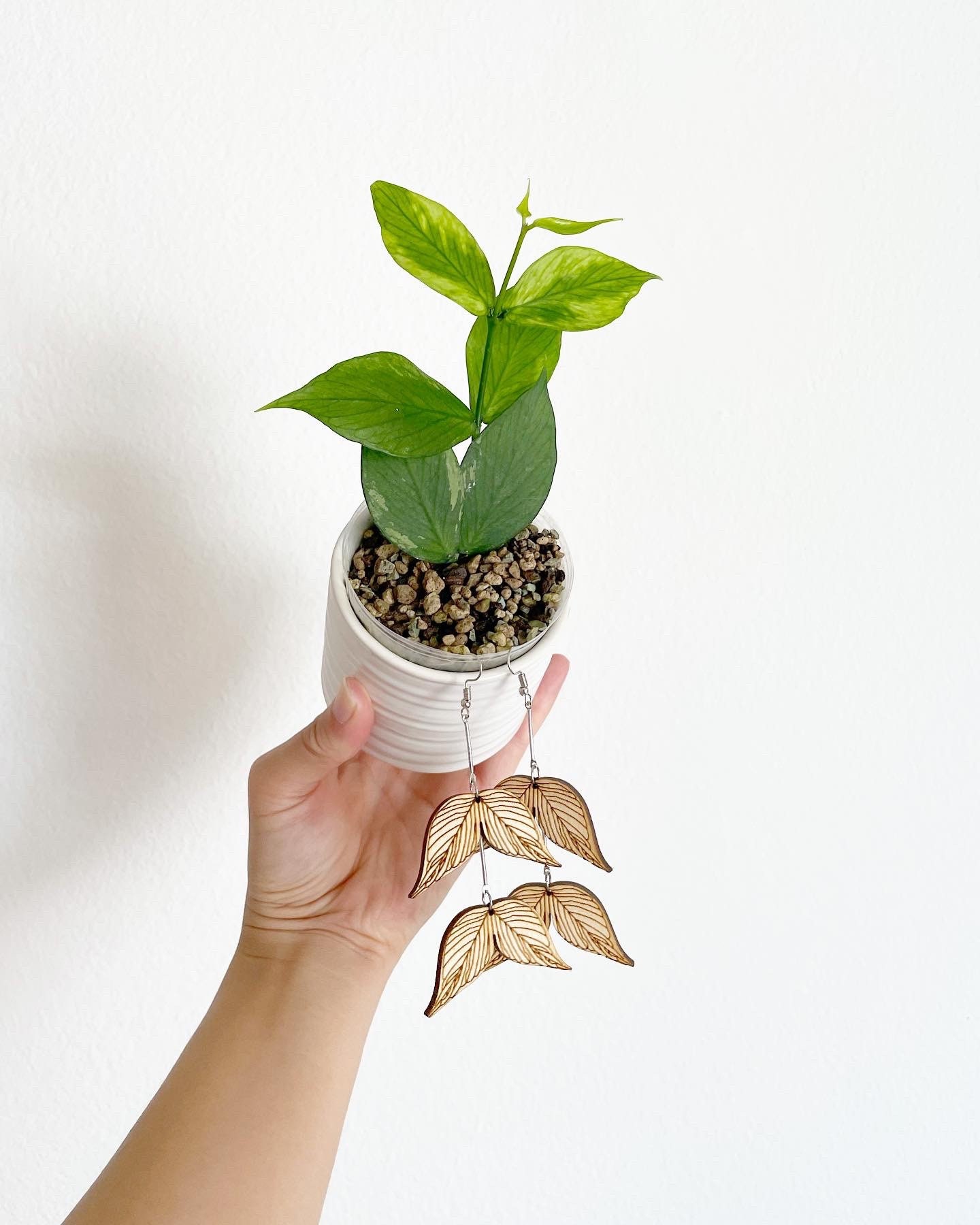 怪奇植物斑入り人魚ホヤHoya polyneura albomarginata② 怪奇植物斑入り人魚ホヤHoya polyneura albomarginata② その他