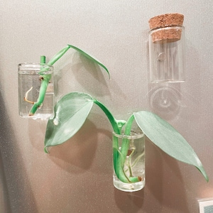 May include: Three clear glass jars with cork tops, two of which contain plant cuttings in water. The jars are attached to a silver wall with a magnetic backing.