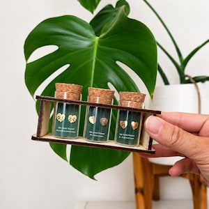 Könnte beinhalten: Drei kleine Glasfläschchen mit Korkstopfen in einem Holzrahmen, die jeweils ein Paar blattförmige, vergoldete Ohrstecker enthalten. Die Etiketten tragen die Aufschriften 16k Gold Plated Monstera Deliciosa, Ph. Gloriosum und A. Clarinervum.