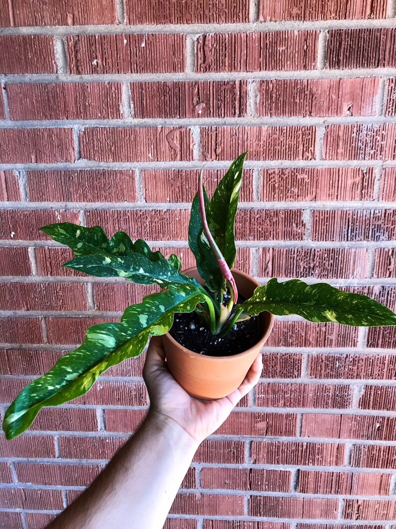 Philodendron Ring Of Fire Etsy